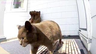 Grandma Feral's Feeding Station For Stray And Feral Cats Plus Other Wildlife Visitors
