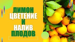 ЦВЕТЕНИЕ И НАЛИВ ПЛОДОВ ЛИМОНА! СОВЕТЫ ВСЕМ!