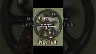 The bear who was a private in the Polish army | Wojtek the Bear #history #historical