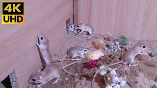 Cat TV  Mice in The Jerry Mouse Hole  Mice Videos for Cats to Binge Watch (10 hours 4k )