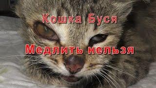 Кошка Буся Медлить нельзя