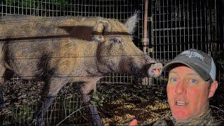 Big boar STANK so bad I PUKED.  Trapped a beaver and broken gear.