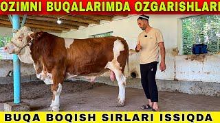 OZIMNI BUQALARIM BUQA BOQISHNI BIRGALIKDA YORAMIZ XAMMAGA OMAD