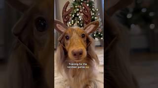 Is he ready? #dachshund #dog #puppy #reindeer #christmas #shorts