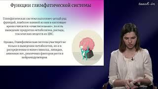 Сибирякина Д.А. - Цикл научных докладов - 3. Глимфатическая система