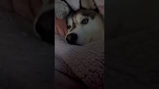 This is Max #husky #funnyanimal #funny #funnyhusky #funnydogs #shorts