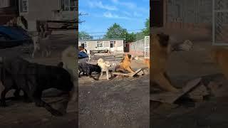 Alpha Dog Corrects an Aggressive Dog! ( newlu_princess)