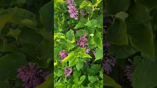 Let's propagate some purple lilacs