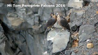 Mt Tom Peregrine Falcons 2016