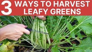 TOP 3 Ways to Harvest Leafy Greens