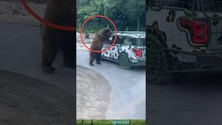 Bear sound//Tourist Faced with a bear on road #likesadia #animals #beautifulscenery #bear 