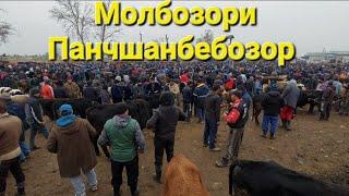 Молбозори панчшанбе бозор н.Ёвон нархи молхо 29.12.2022 #молбозор #molbozor2022 #рекомендации