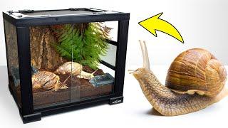 Giant Snail Garry is Exploring His New Cool Terrarium House!