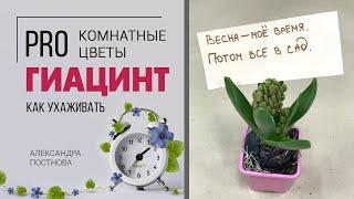 Гиацинт - цветок дождя. Садовое растение - как за ним ухаживать в домашних условиях?