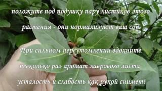 Живительная Сила Лаврового листа
