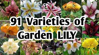 91 Lily Flower Plants for garden | Best Lily varieties | Garden Lily Varieties | Plant and Planting