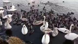 Кормление лебедей | Feeding the swans