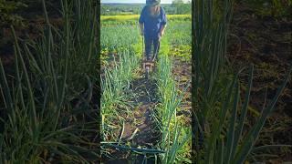 Wheel Hoe – Fast and Efficient Soil Cultivation for Your Farm