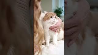 YouTube Shorts-That's why they dig  #cat #cats