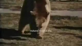 Bear vs Tiger