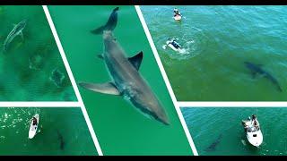 Best Great White Shark Drone Footage (Narrated) 2021