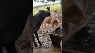 Cow  love short video #shortvideo #animallivereview #animals #animallivestream #trending #shorts