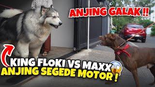 FLOKI VS ANJING ALASKAN ‼️ ANJING GALAK SEGEDE MOTOR