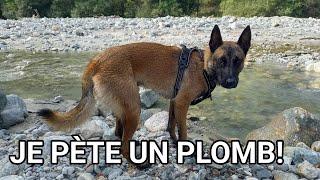 SON CHIEN ATTAQUE VIOLEMMENT KODA 