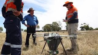 Can drones help restore native vegetation on cotton farms?