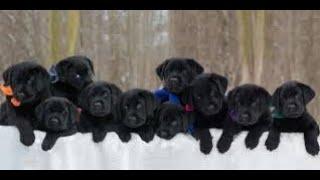 20 THINGS TO GET FOR YOUR NEW PUPPY  ^_~