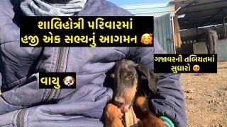 New Dog - vaayu| Jay Sakariya | Dog | Horse Care | Dog Lover | Marwari Horse | Doberman | Horses