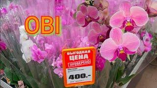 OBI Краснодар МОРЕ ДЕШЕВЫХ ОРХИДЕЙ Розовые на любой ВКУС 