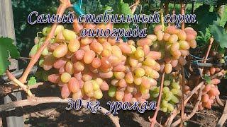 САМЫЙ СТАБИЛЬНЫЙ ВИНОГРАД на моём участке.