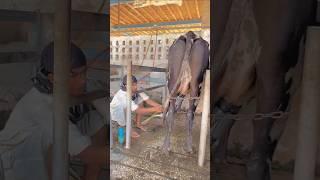 Cow milking machine #new #technology #milking #machine