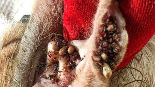 Protect Your Dog From Many Ticks Attacking - How We Can Remove All Ticks From Poor Dog Ep 33