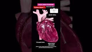 Heart Valve Anatomy 🫀l Name of heart Valve l हार्ट वाल्व #shorts