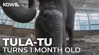 Baby elephant at Oregon Zoo turning 1 month old