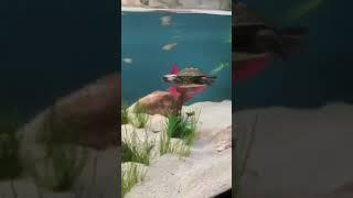 #music #travel #edm #shortvideo #fish #trending #lofilovesongslowedand #aquarium #aquatic