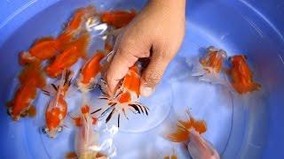 Butterfly Goldfish for Ponds & Aquariums - 2/2