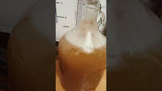 My bubbles! #fermentation #diy #housewife #homemaker #homemade #mead #cooking #cat #drink