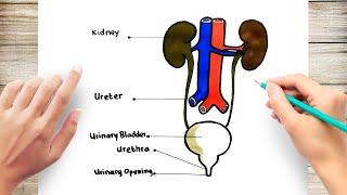 How to Draw Human Urinary System