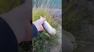 Прошлым летом.#shorts #щука #pike #природа #nature #new #newvideo #новоевидео #новое