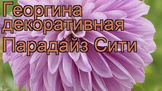 Георгина декоративная Парадайз Сити  обзор: как сажать, рассада георгины Парадайз Сити