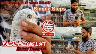 How to identify high flyer pigeons ki pehchan by Faisal Pigeons Loft Thane Maharashtra