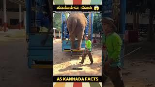 A Brave Elephant Fact Video | #kannada #facts #karnataka #amazing #youtubeshorts #trendingshorts