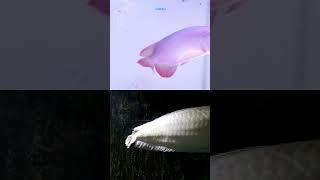 Arowana vs Dragonfish — both bring dragon vibes, but only one rules the tank| TANKED IND |
