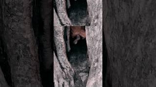 अद्भुत मंदिर।।#short video#green screen#cut from #2025