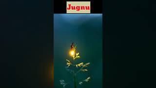 Jugnu  | जुगनु |Firefiy #shorts #jugnu #firefly