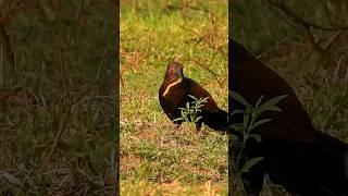 Greater coucal bird's catch #birds #shorts #hunting #nature #shortsviral