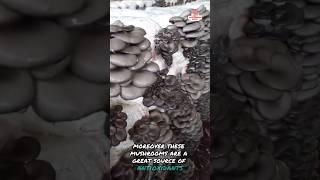 Health benefits of Oyster Mushrooms#shorts #shortvideo